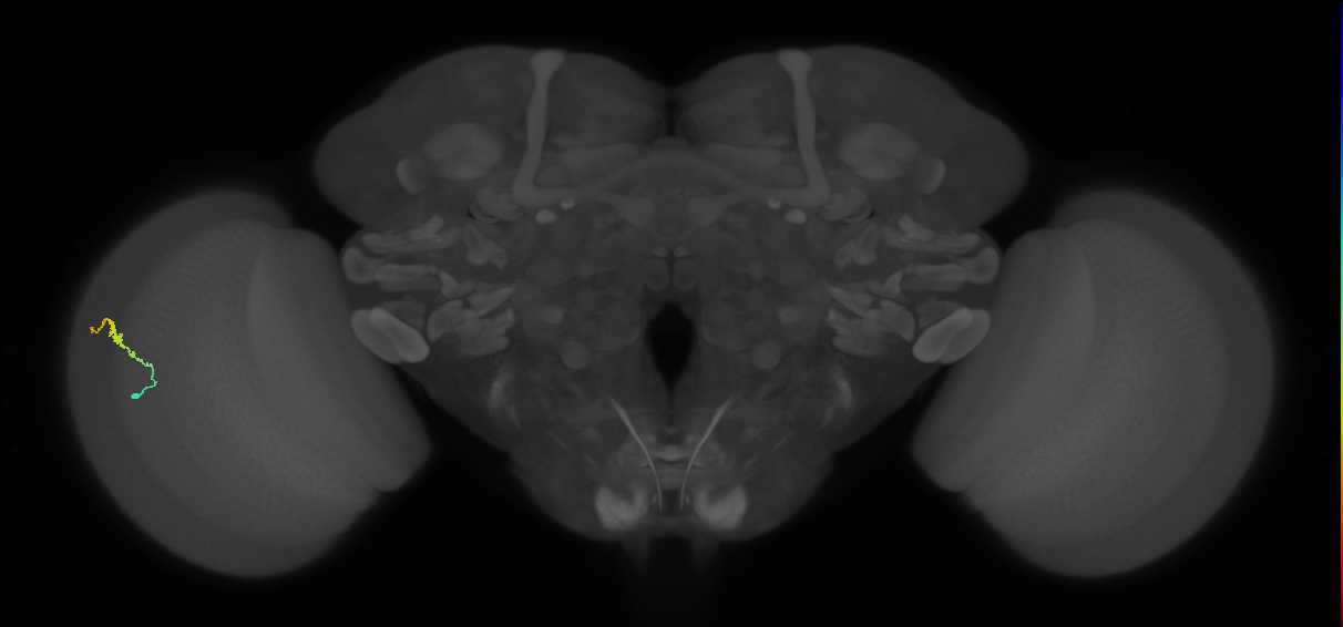 Dm3b_L (MaleCNS:139689)