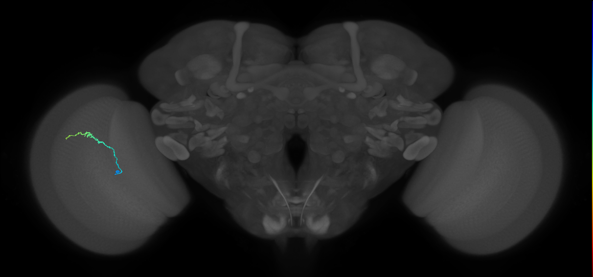 Dm3b_L (MaleCNS:552026)