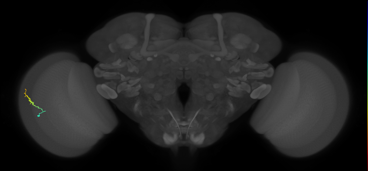 Dm3b_L (MaleCNS:125118)