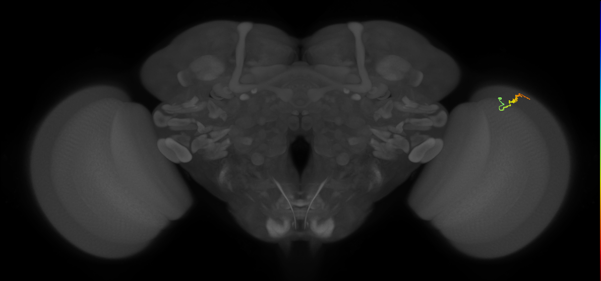 Dm3b_R (MaleCNS:140523)