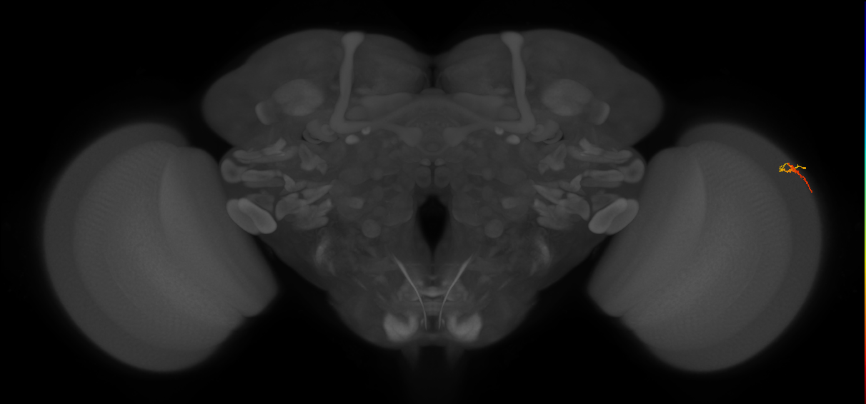 Dm3b_R (MaleCNS:147877)
