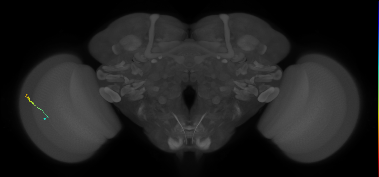 Dm3b_L (MaleCNS:93429)
