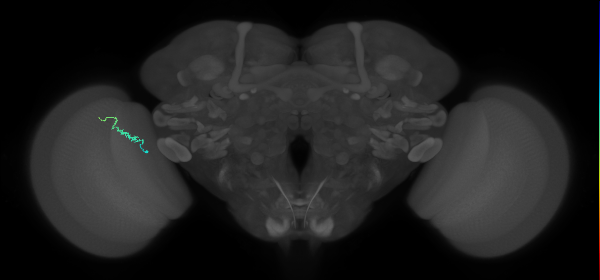 Dm3b_L (MaleCNS:213340)