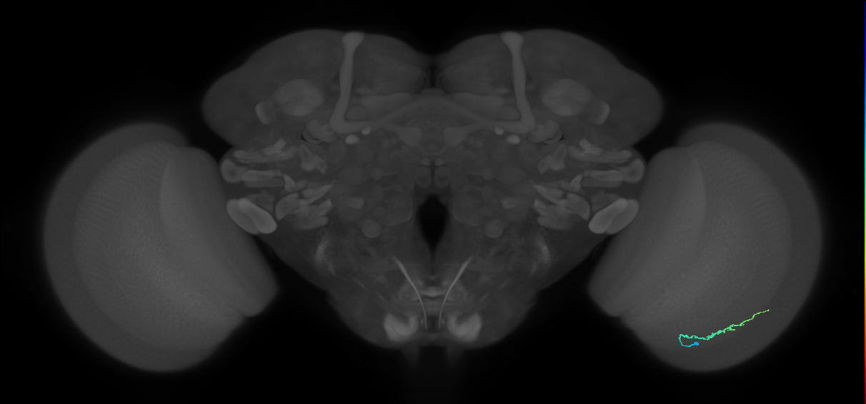 Dm3b_R (MaleCNS:145303)