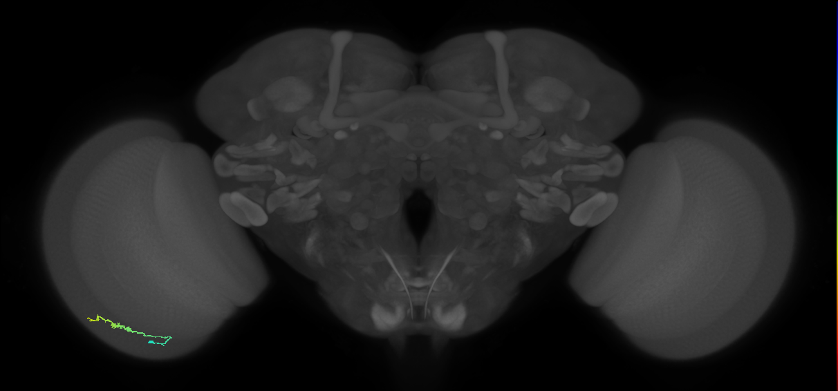 Dm3b_L (MaleCNS:179307)