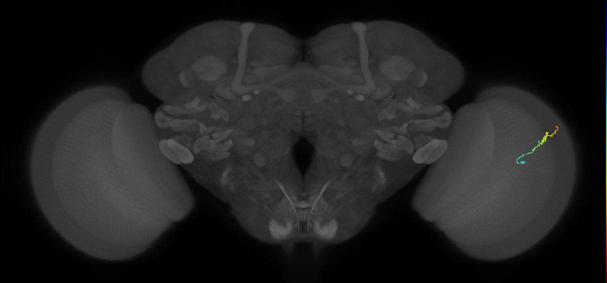 Dm3b_R (MaleCNS:142444)