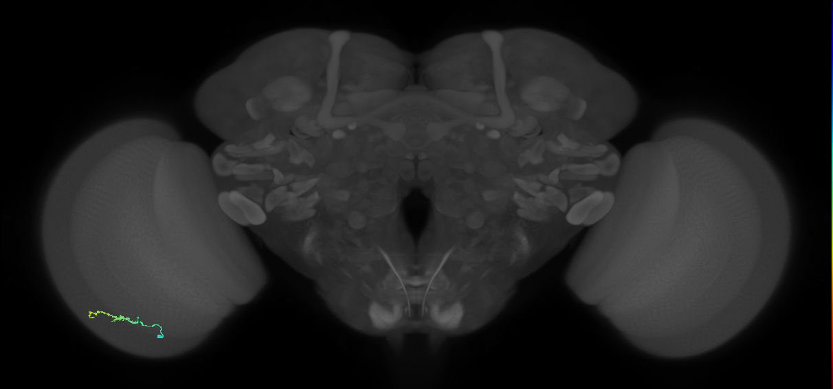 Dm3b_L (MaleCNS:17463)
