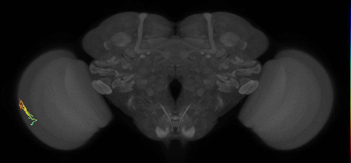 Dm3b_L (MaleCNS:81579)