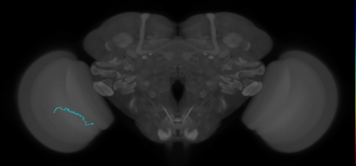 Dm3b_L (MaleCNS:159354)