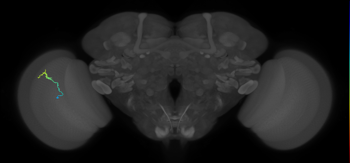 Dm3b_L (MaleCNS:536382)