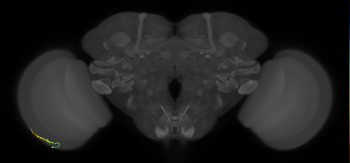 Dm3b_L (MaleCNS:581383)