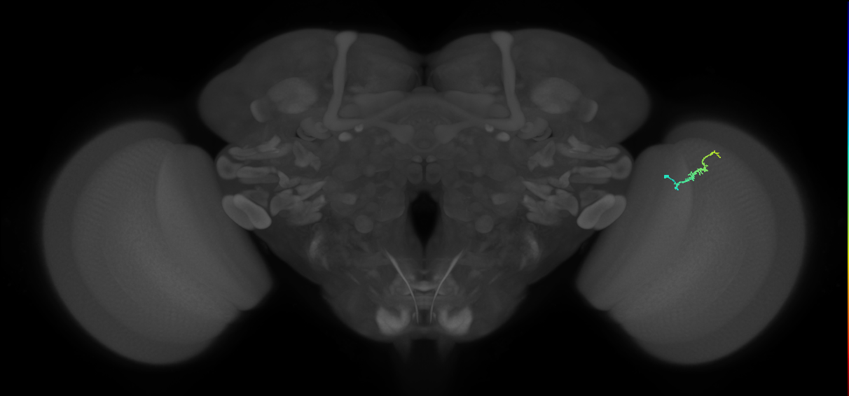 Dm3b_R (MaleCNS:159597)