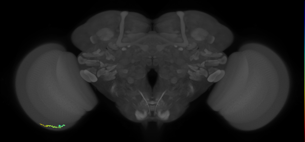 Dm3b_L (MaleCNS:561654)