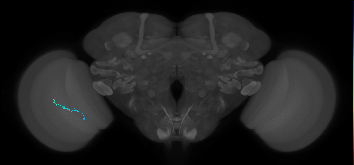 Dm3b_L (MaleCNS:211346)