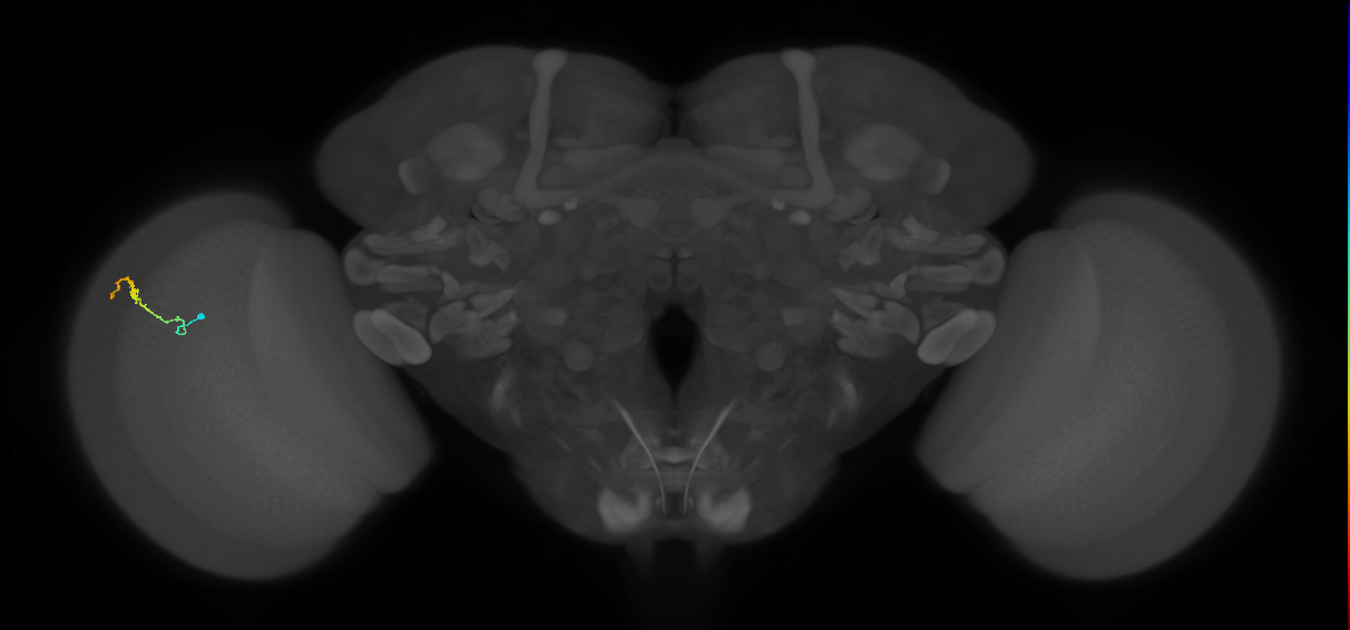 Dm3b_L (MaleCNS:140397)