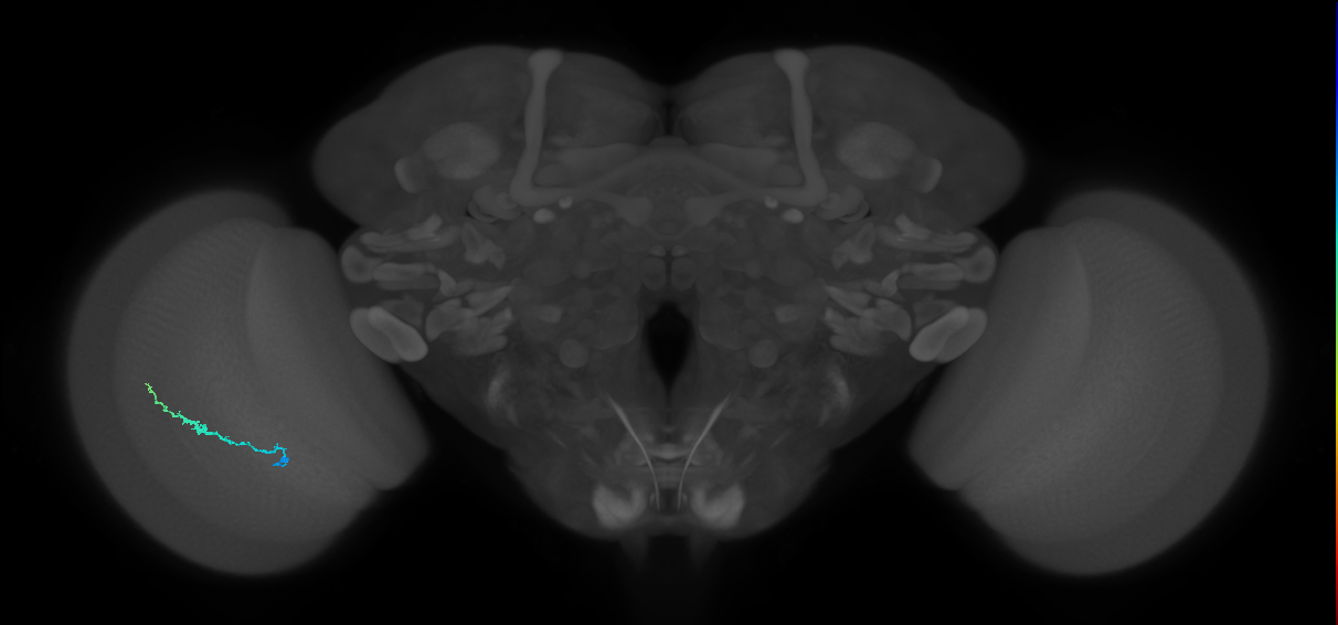 Dm3b_L (MaleCNS:179552)
