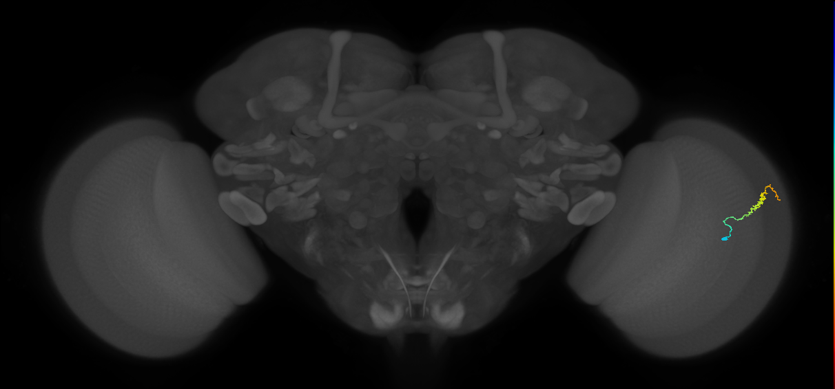 Dm3b_R (MaleCNS:132282)
