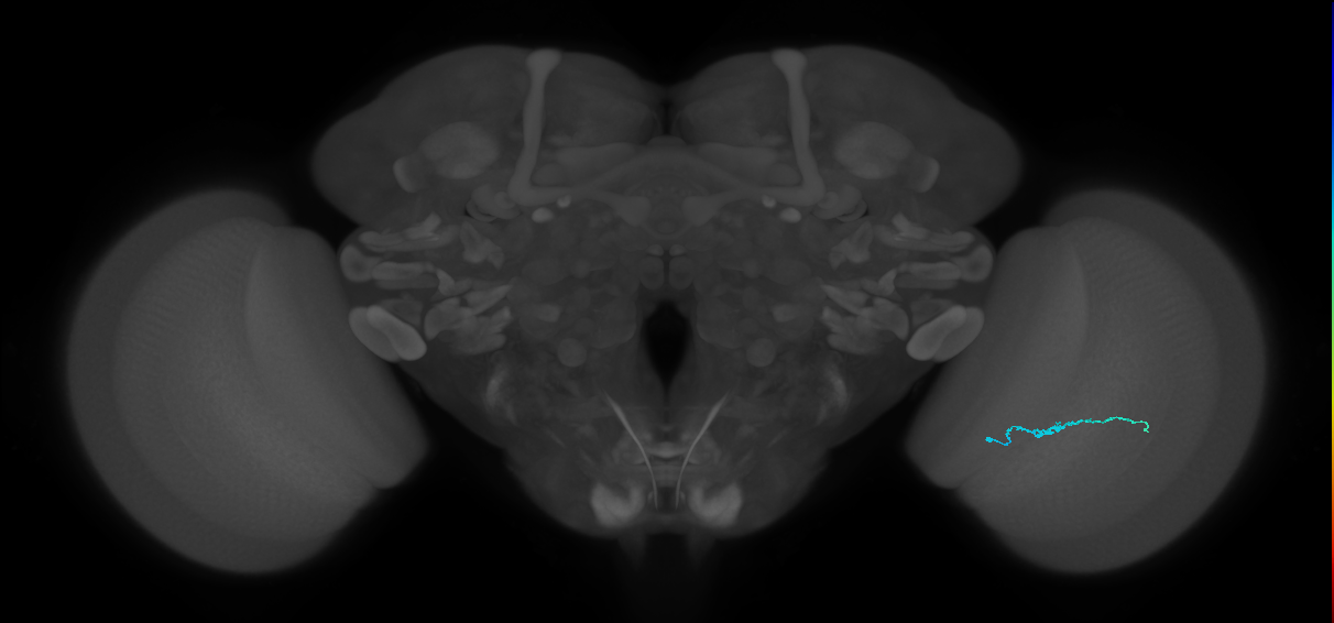 Dm3b_R (MaleCNS:144325)