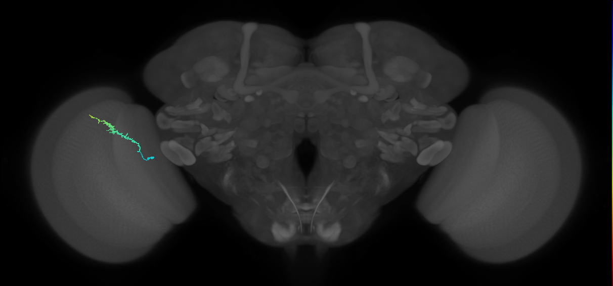 Dm3b_L (MaleCNS:146422)