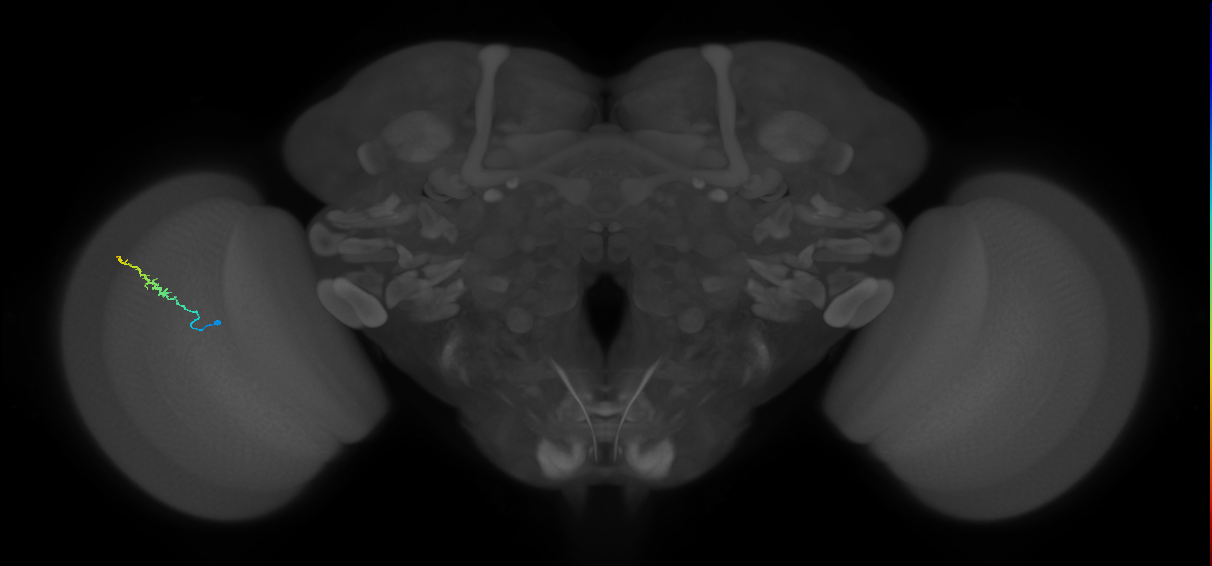 Dm3b_L (MaleCNS:515269)