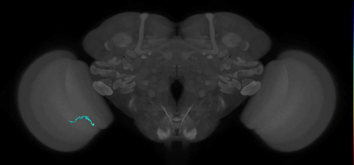 Dm3b_L (MaleCNS:218013)