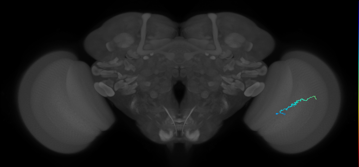 Dm3b_R (MaleCNS:139730)