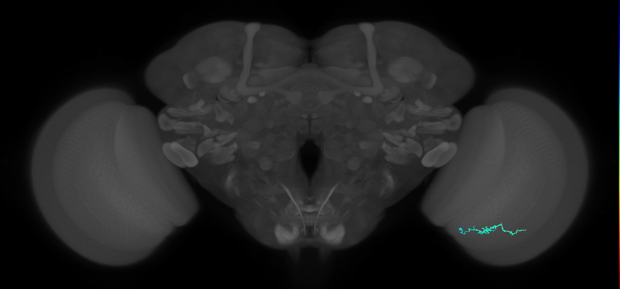 Dm3b_R (MaleCNS:141374)