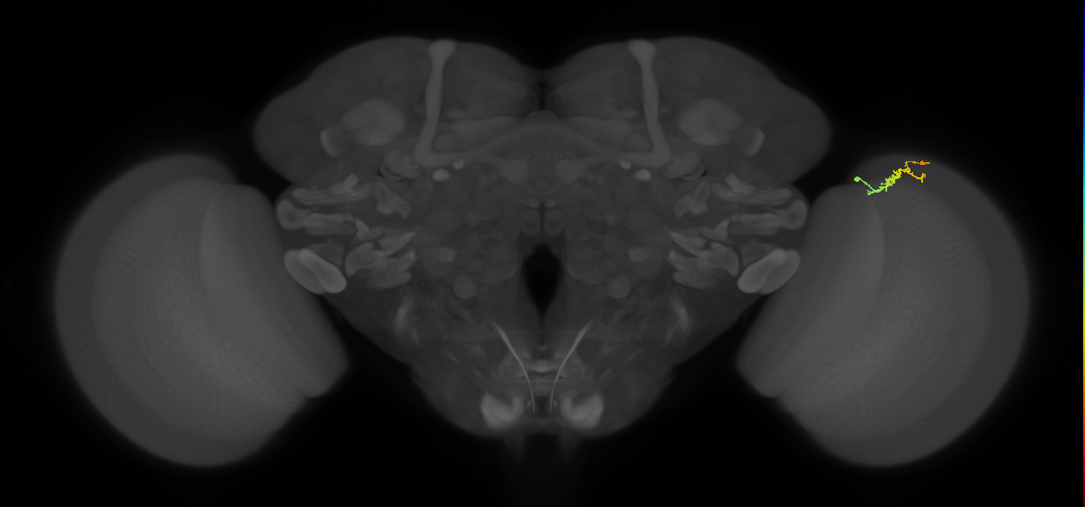 Dm3b_R (MaleCNS:139651)