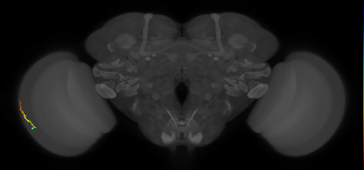 Dm3b_L (MaleCNS:172810)