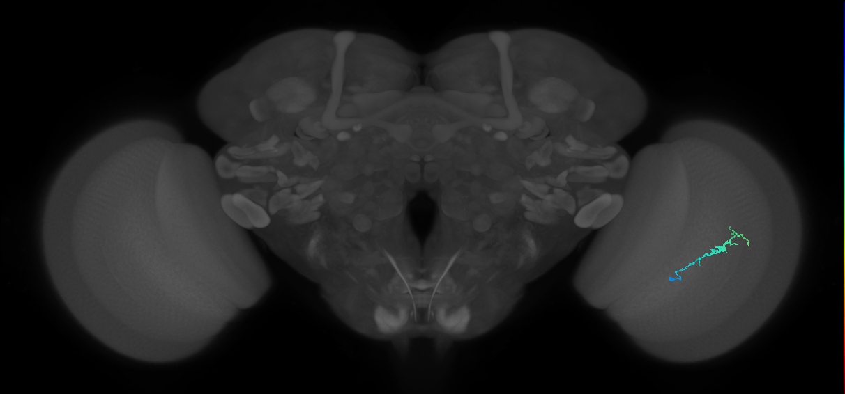 Dm3b_R (MaleCNS:139255)
