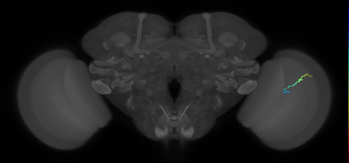Dm3b_R (MaleCNS:153332)