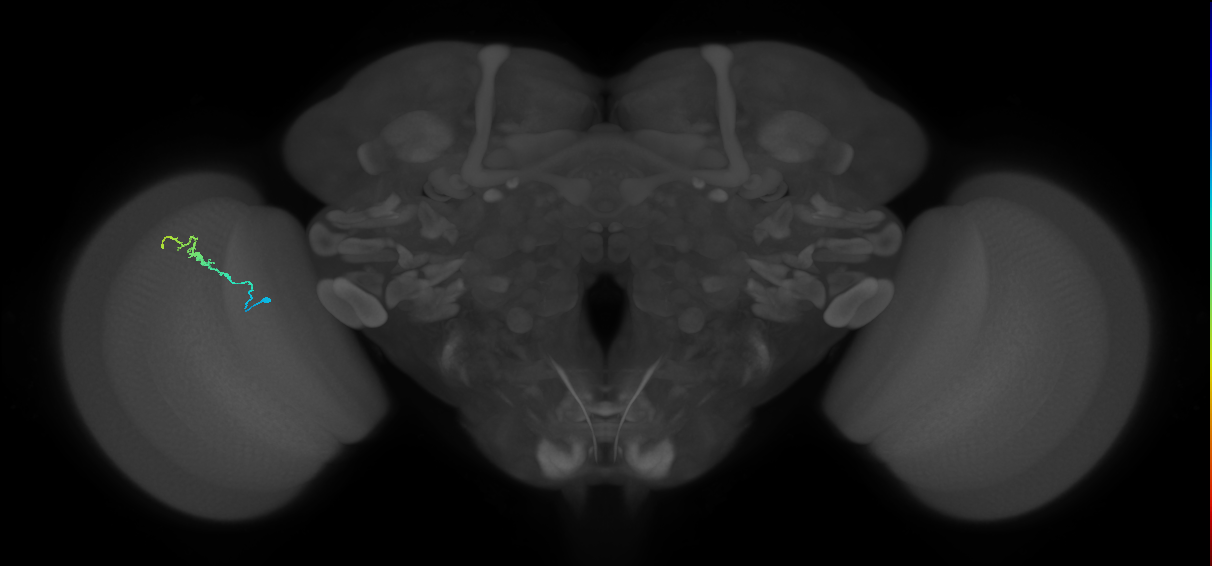 Dm3b_L (MaleCNS:515701)