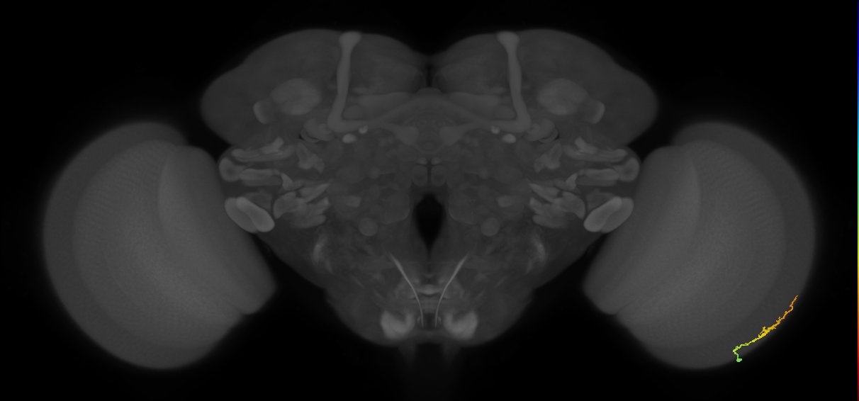 Dm3b_R (MaleCNS:130487)