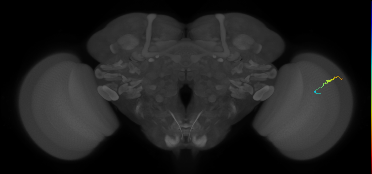 Dm3b_R (MaleCNS:144992)