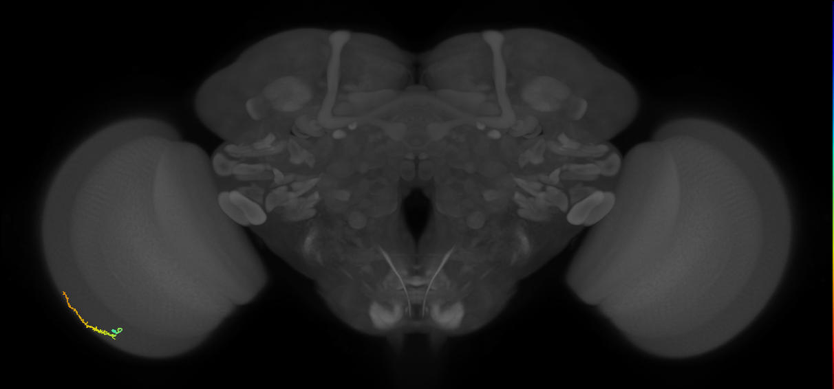 Dm3b_L (MaleCNS:550727)