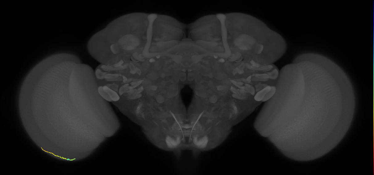 Dm3b_L (MaleCNS:156495)