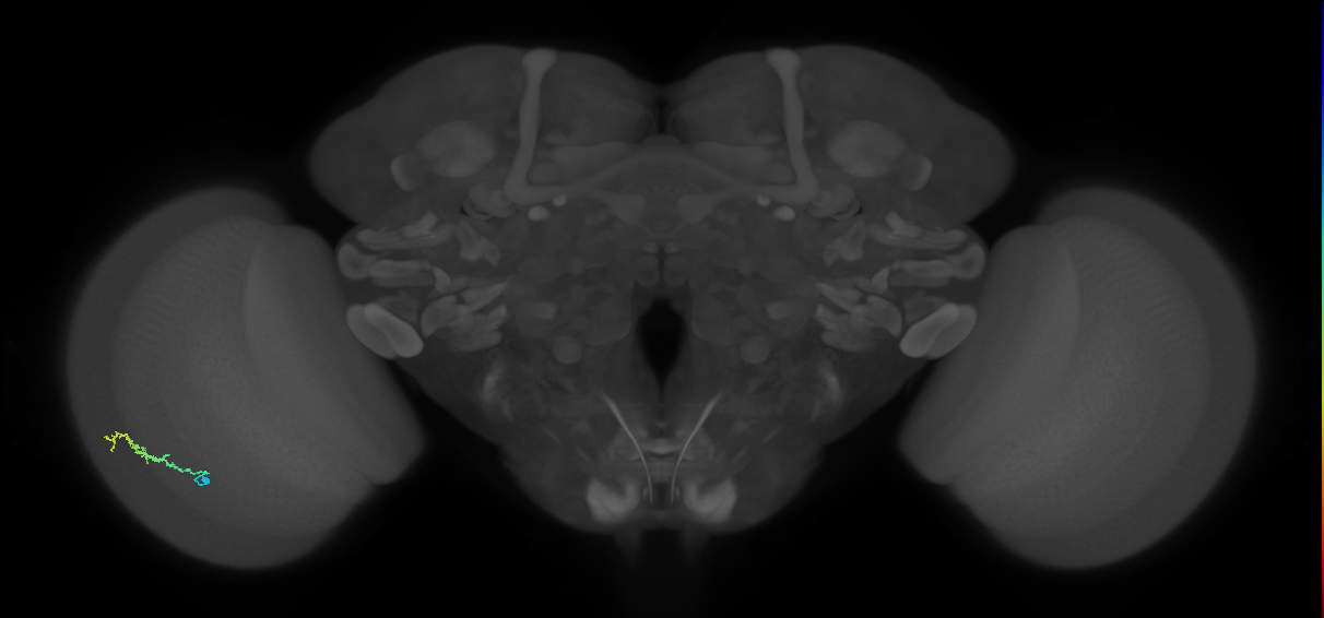 Dm3b_L (MaleCNS:575905)
