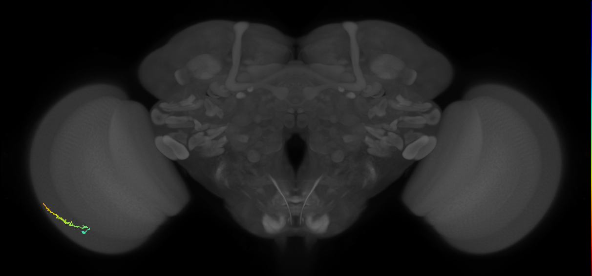 Dm3b_L (MaleCNS:125707)