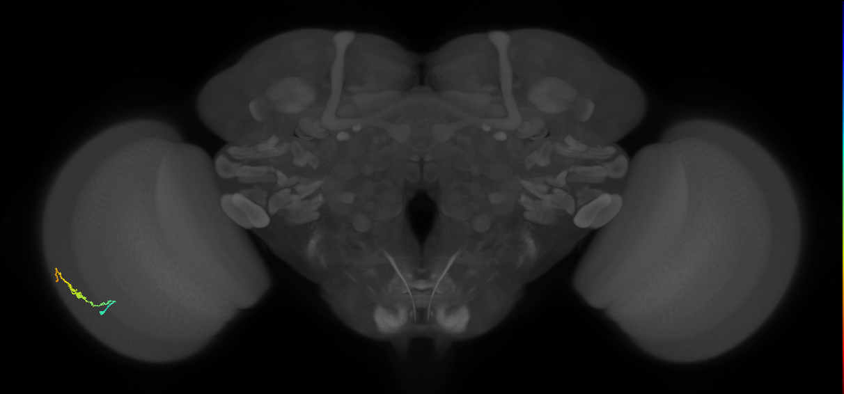 Dm3b_L (MaleCNS:114631)