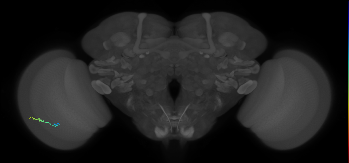 Dm3b_L (MaleCNS:525058)