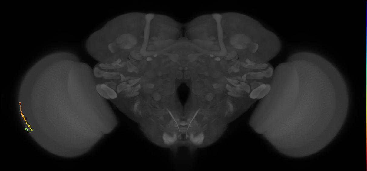 Dm3b_L (MaleCNS:552690)