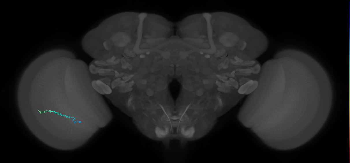 Dm3b_L (MaleCNS:551927)