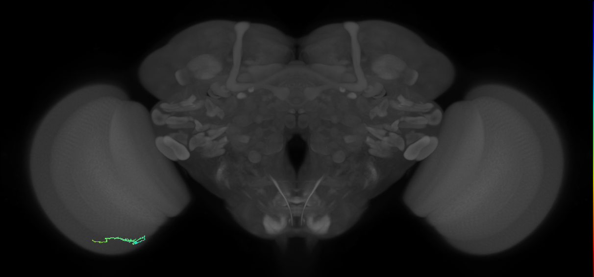 Dm3b_L (MaleCNS:580034)