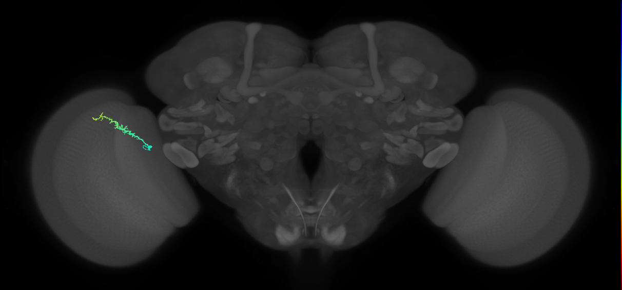 Dm3b_L (MaleCNS:174747)