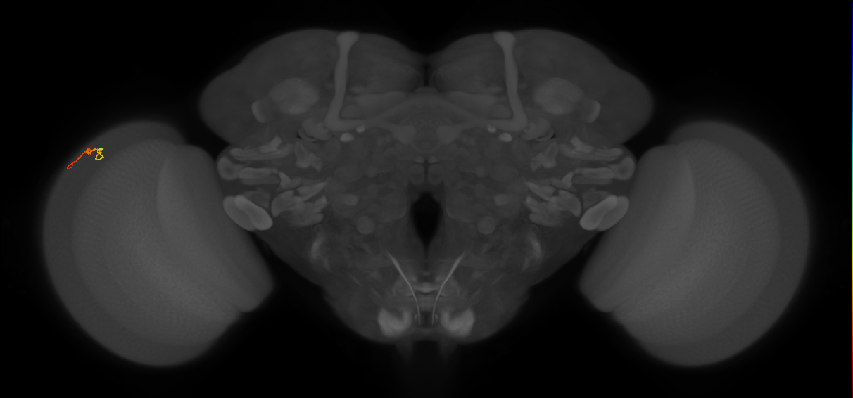 Dm3b_L (MaleCNS:158181)