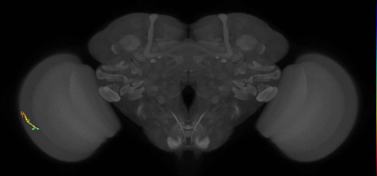 Dm3b_L (MaleCNS:134549)