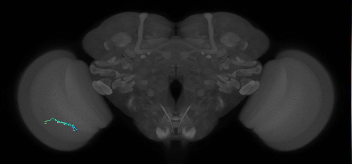 Dm3b_L (MaleCNS:105701)