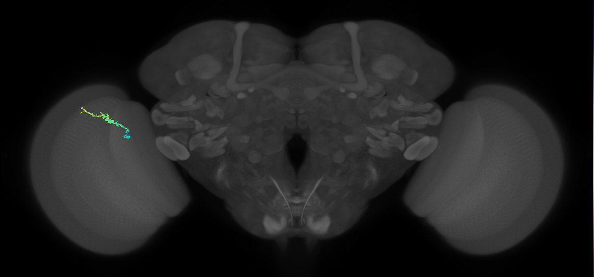 Dm3b_L (MaleCNS:136077)
