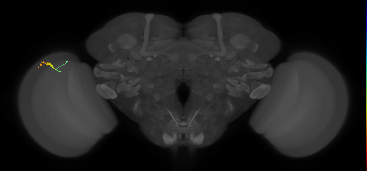 Dm3b_L (MaleCNS:900956)