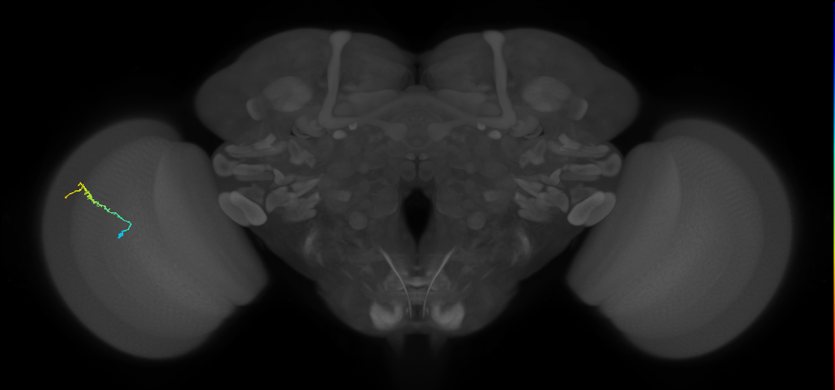 Dm3b_L (MaleCNS:550974)